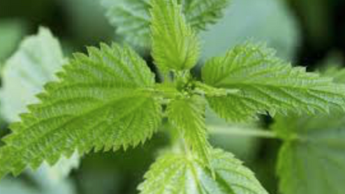 Nettle - A True Winner with us!