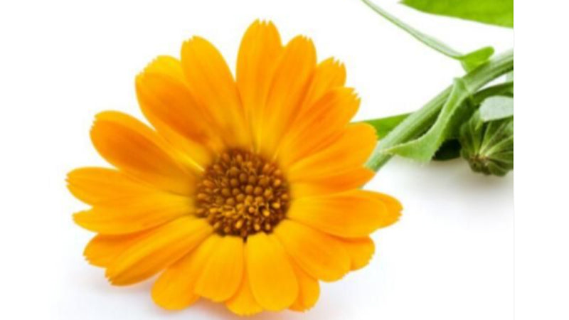 Calendula and Treating Acne