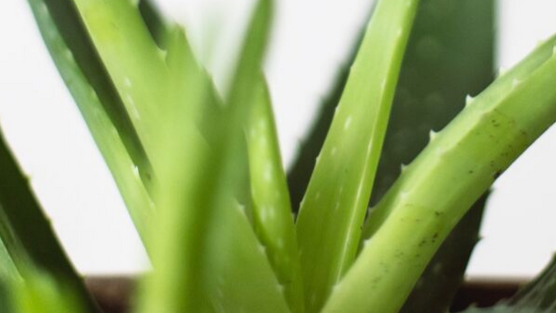 Aloe Vera healing Acne naturally contains salicylic acid