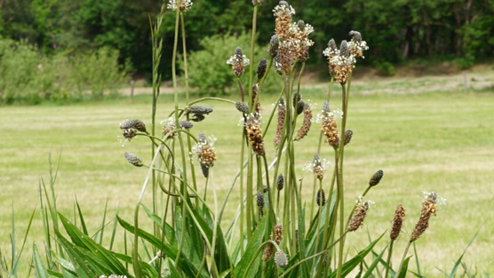 Ribwort and Acne