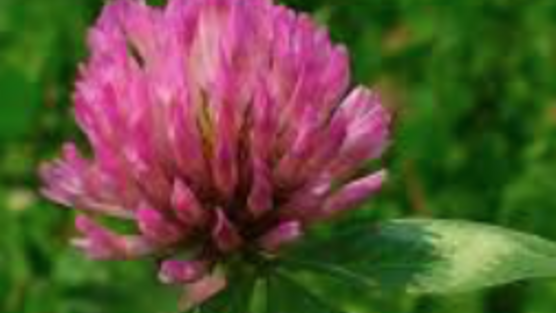Red Clover Rules!